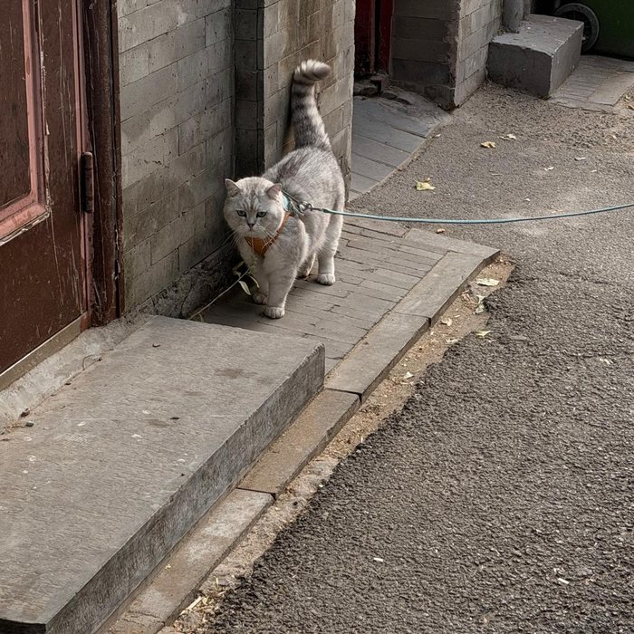 Grey cat on a leash outside a doorway